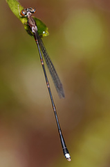 Protosticta versicolor