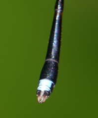 Protosticta versicolor