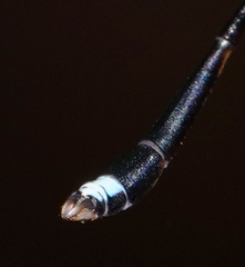 Protosticta versicolor