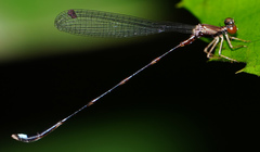 Protosticta versicolor