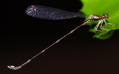 Protosticta versicolor