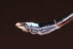 Protosticta versicolor