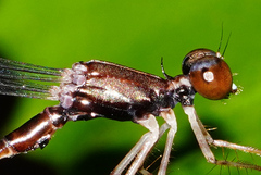 Protosticta versicolor