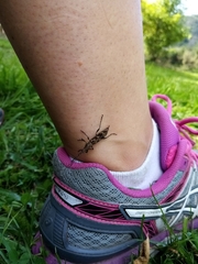Lasiorhynchus barbicornis