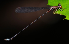 Protosticta versicolor