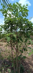 Tocoyena formosa