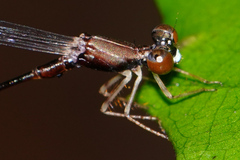Protosticta versicolor