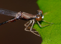 Protosticta versicolor