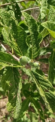 Tocoyena formosa