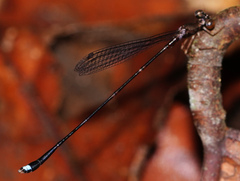 Protosticta versicolor