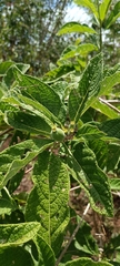 Tocoyena formosa