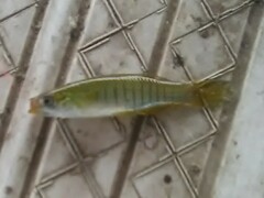 Fundulus dispar