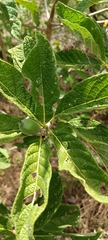 Tocoyena formosa