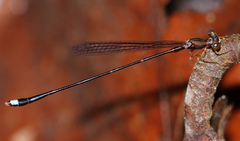 Protosticta versicolor
