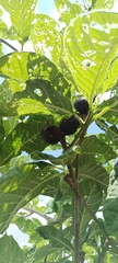 Tocoyena formosa