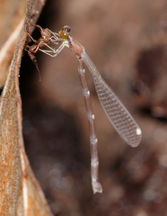 Platystictidae