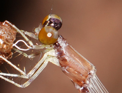 Platystictidae