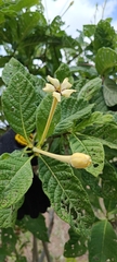 Tocoyena formosa