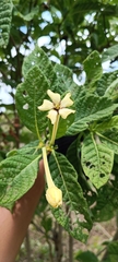 Tocoyena formosa