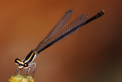 Elattoneura analis