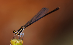 Elattoneura analis