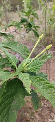 Tocoyena formosa