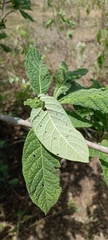 Tocoyena formosa