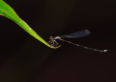 Protosticta versicolor