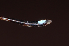 Protosticta versicolor