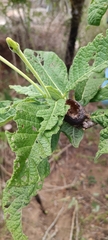 Tocoyena formosa