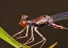 Protosticta versicolor