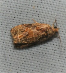 Olethreutes furfuranum
