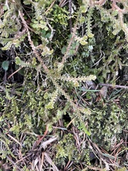 Selaginella douglasii