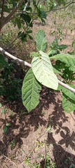 Tocoyena formosa