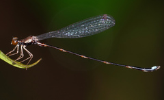 Protosticta versicolor