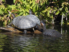 Trachemys ornata