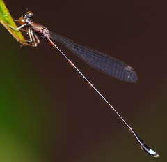 Protosticta versicolor