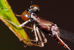 Protosticta versicolor