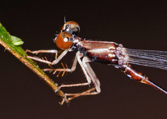 Protosticta versicolor