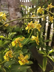Oncidium lineoligerum
