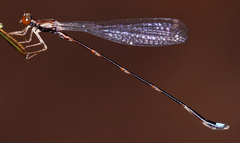 Protosticta versicolor