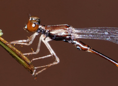 Protosticta versicolor