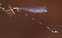 Protosticta versicolor