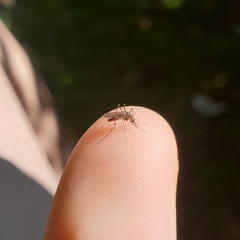 Aedes notoscriptus