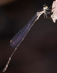 Drepanosticta rufostigma