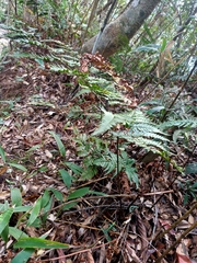 Dryopteris sordidipes
