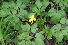 Ranunculus hispidus