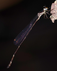 Drepanosticta rufostigma