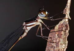 Drepanosticta rufostigma