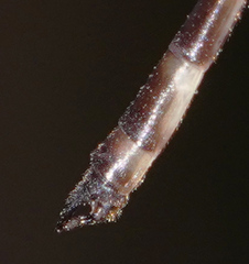 Drepanosticta rufostigma